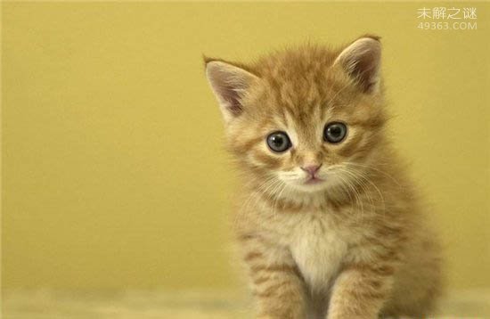 巴基斯坦沙猫非常温顺,但繁殖困难濒临灭绝