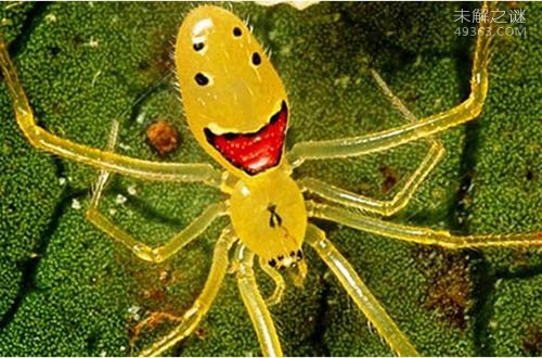 世界上最稀奇的十种生物，笑脸蜘蛛并不会笑(且无毒)