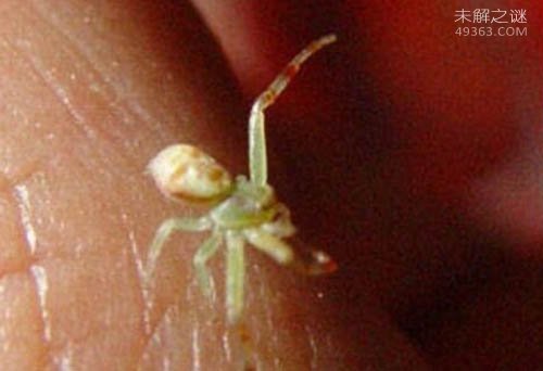 世界上最稀奇的十种生物,笑脸蜘蛛并不会笑(且无毒)