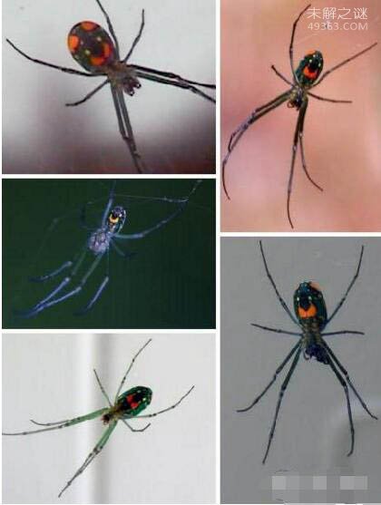 世界上最稀奇的十种生物,笑脸蜘蛛并不会笑(且无毒)