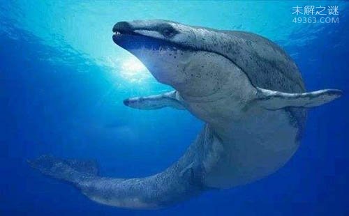 龙王鲸海洋世界的顶级霸主:20米巨兽如何灭绝