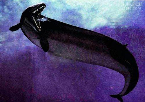 龙王鲸海洋世界的顶级霸主:20米巨兽如何灭绝