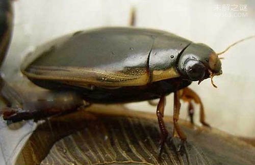 水蟑螂:有药用价值的食用昆虫 多少钱一斤?该怎么吃?