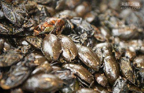 水蟑螂:有药用价值的食用昆虫 多少钱一斤?该怎么吃?