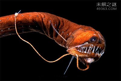 11种荧光动物：生气时深海怪鱼“点亮”全身