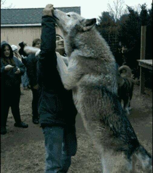 北美灰狼长2米(北美唯一狼种)
