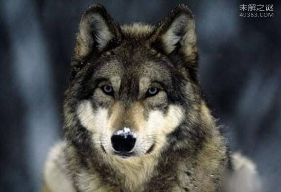 世界上最大的狼北美灰狼，唯一可与狮虎对抗的猛狼