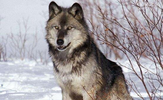 世界上最大的狼北美灰狼