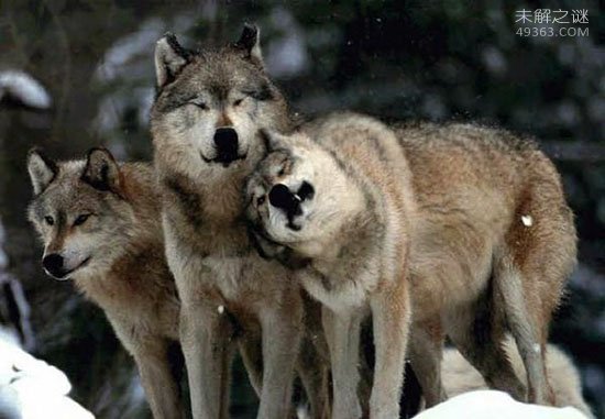 北美灰狼究竟有多大？
