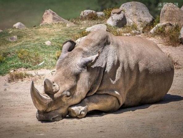 全球最后一头白犀牛苏丹逝世，北部白犀牛宣布灭绝