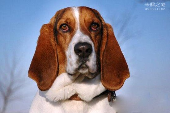世界上耳朵最大的狗，大耳朵巴吉度犬是一种非常忠厚可爱的