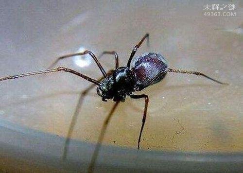 地球上10大最常见的室内蜘蛛,第五幽灵蛛,第一跳蛛,你见过吗?