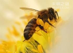 动物界十大性行为奇观：蜗牛雌雄同体变性交配[组图]