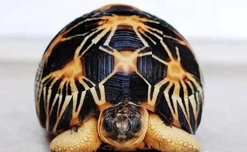 世界上珍稀的陆龟,辐射龟多少钱一只(品相好过万)