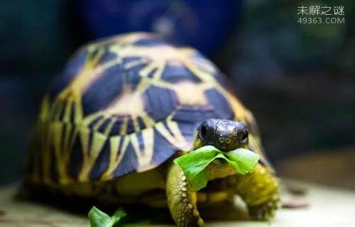 世界上珍稀的陆龟,辐射龟多少钱一只(品相好过万)