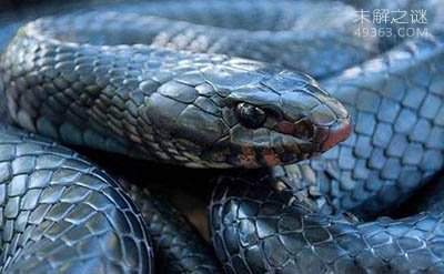 森林王蛇能免疫响尾蛇毒，美国最大的蛇类