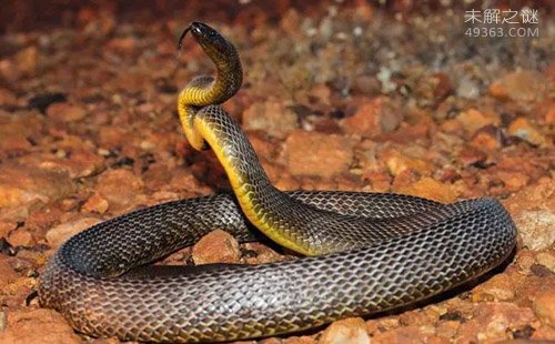 地球上最毒的毒蛇 喷射毒液一次能杀死130个成年人