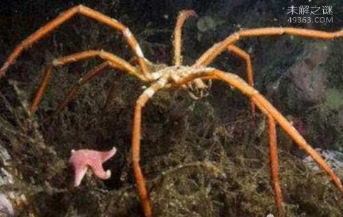 海蜘蛛的生殖孔都长在脚上