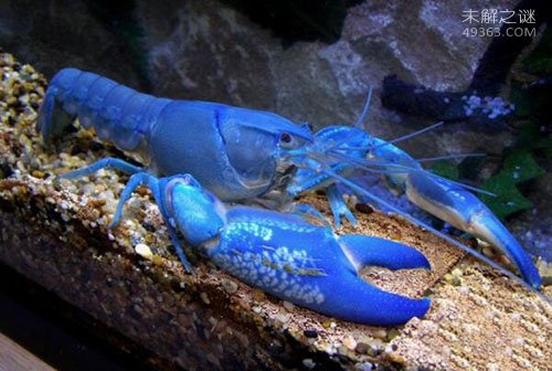 世界上最大的蓝魔虾
