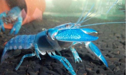 天空蓝魔虾很有魔性：性情却十分暴躁饲养环境要求极高