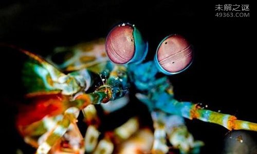 雀尾螳螂虾肢解蚕食巨蟹