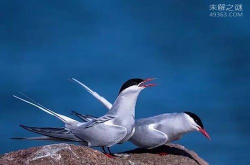 北极燕鸥一生飞行150多万公里(绕地球40圈)