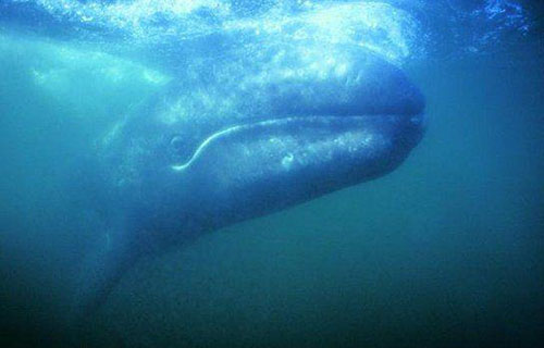 地球上10大最大的鲸鱼