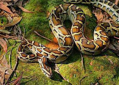 地球恐怖的十大蟒蛇