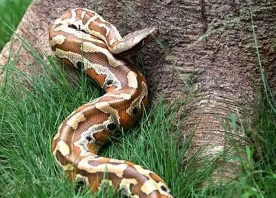 地球恐怖的十大蟒蛇