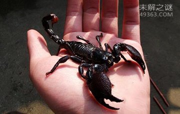 世界上最大的蝎子，帝王蝎全长20厘米(毒液对人体来说伤害不大)