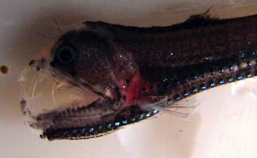 深海毒蛇鱼，深海动物中最凶猛的捕食者