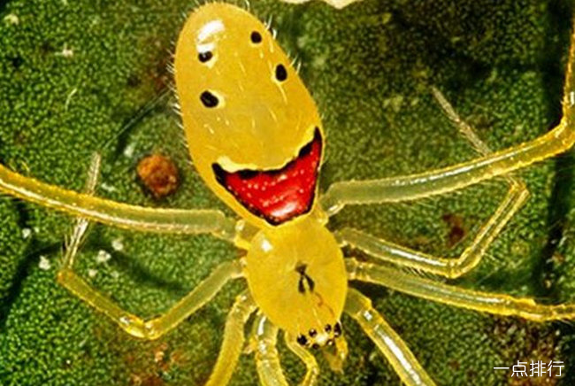笑脸蜘蛛