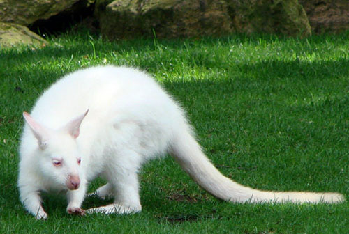 世界十大最罕见白化动物