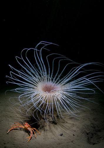 英国海岸十大奇特海洋生物：多彩虾虎鱼