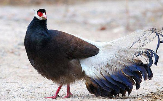 中国十大最珍稀濒危鸟类