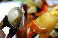 中国顶级食材，“贵如黄金”黄唇鱼与“蟹中