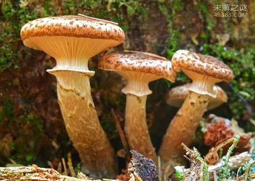 世界上最大的蘑菇，奥氏蜜环菌已经存活千年