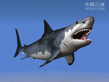 海洋生物学家澄清公众对鲨鱼的普遍误解