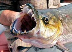 世界最凶猛十大淡水鱼，他们是唯一捕食鸟类