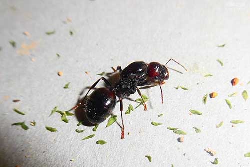 世界上最凶的10种蚂蚁排名，咬人最痛的蚂蚁(子弹蚁)
