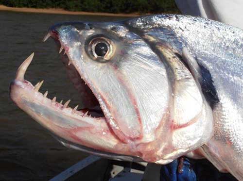 世界最凶猛十大淡水鱼，他们是唯一捕食鸟类的淡水鱼（虎鱼）