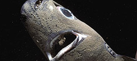硬背侏儒鲨也是深海鱼类，拥有众多生物发光器官