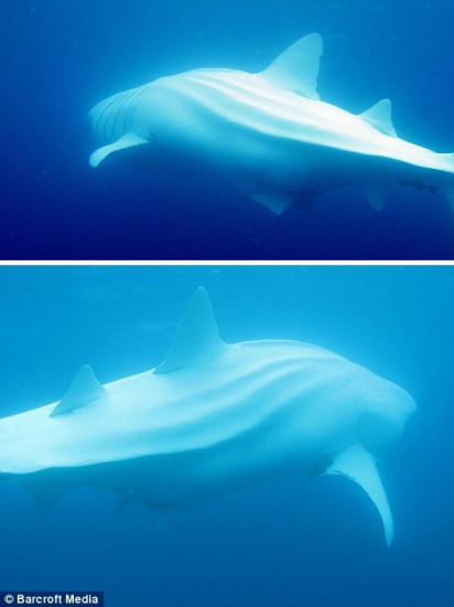 白化鲸鲨