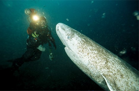 格陵兰鲨被称为“海洋中的鳄鱼”。