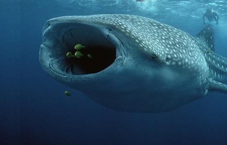 　巨口鲨同鲸鲨和姥鲨一样，都是滤食性动物
