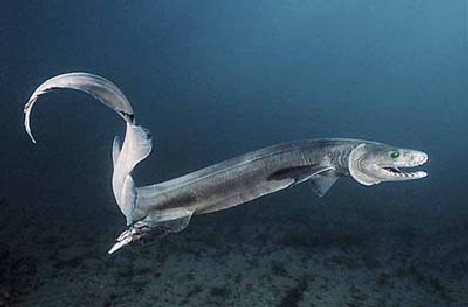 皱鳃鲨
