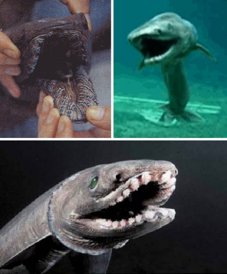 它们被认为是鲨鱼早期进化的一次“大倒退”