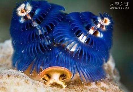 多彩多姿的十大奇特海洋动物
