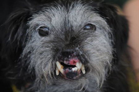 世界上最丑的狗龅牙哈勃