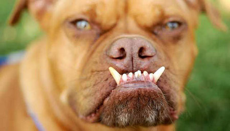 世界上最丑的狗-帕布斯托